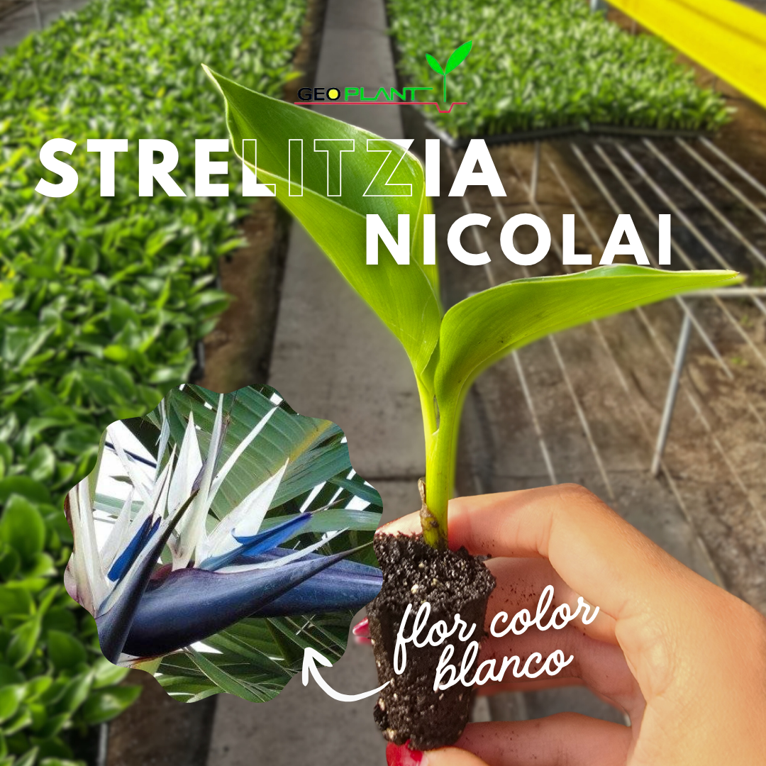 STRELITZIA NICOLAI