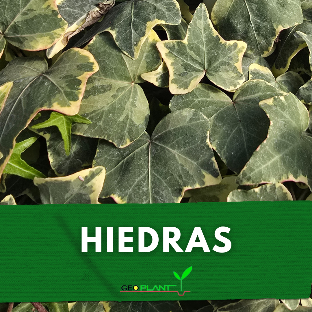 HIEDRAS