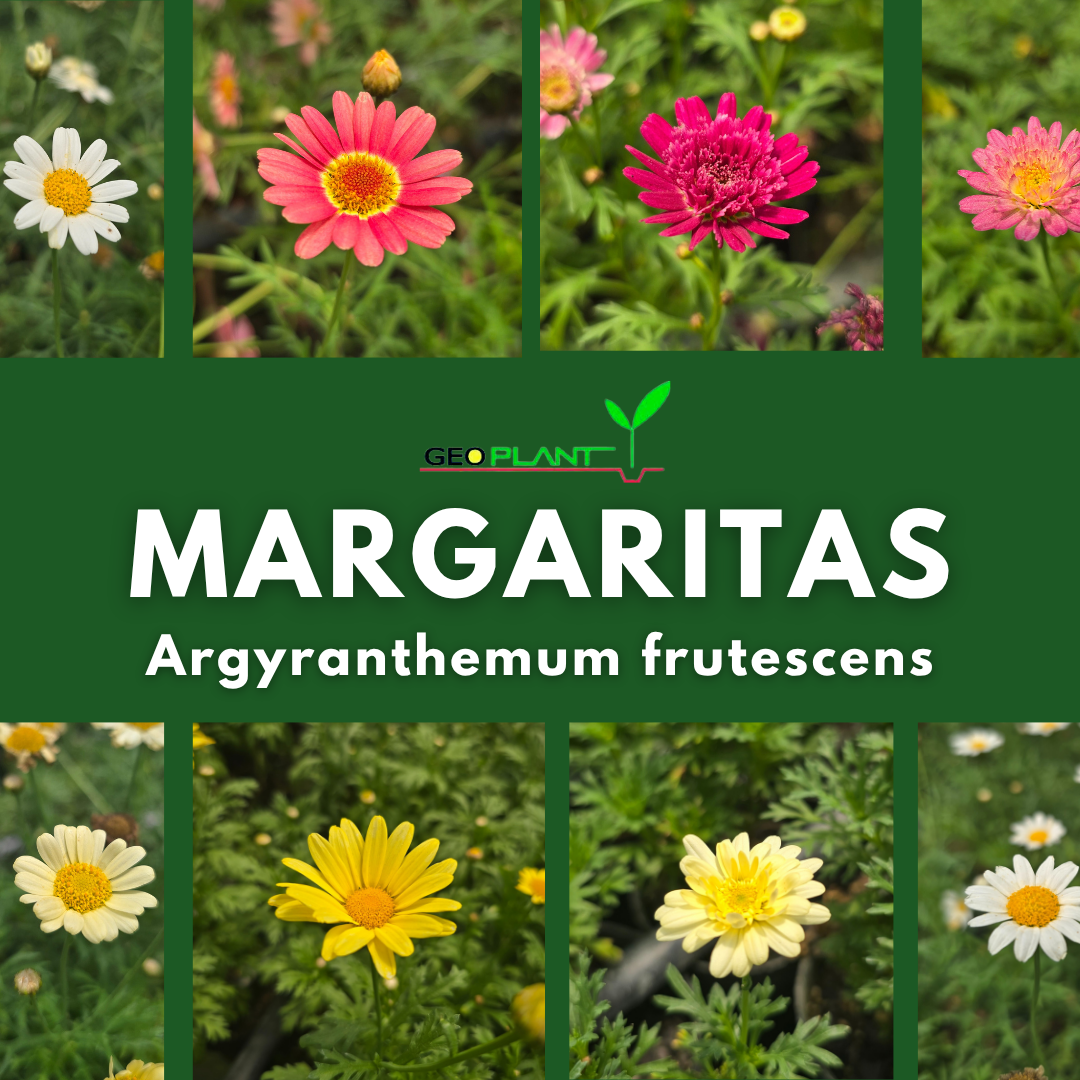 MARGARITA / ARGYRANTHEMUM