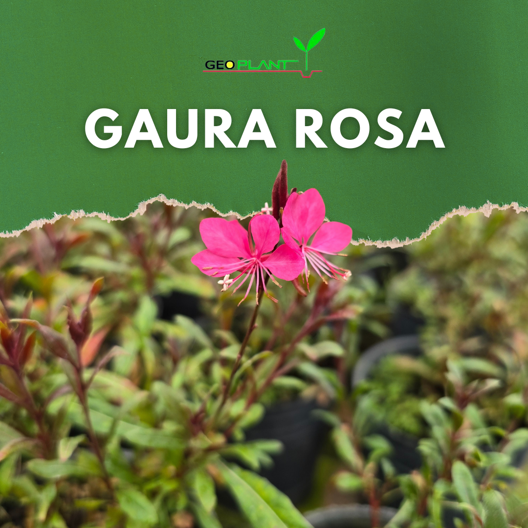 GAURA ROSA
