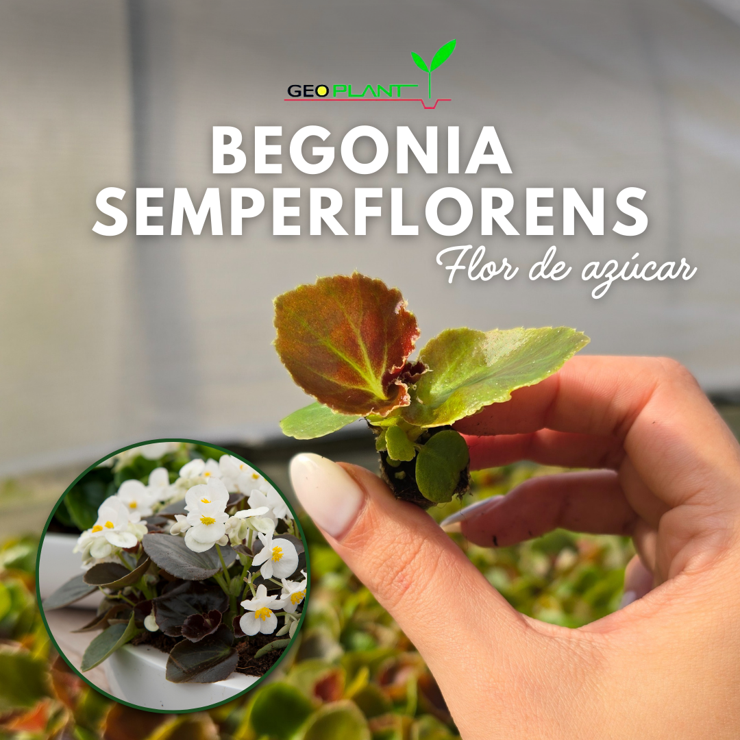Begonia Flor de azúcar
