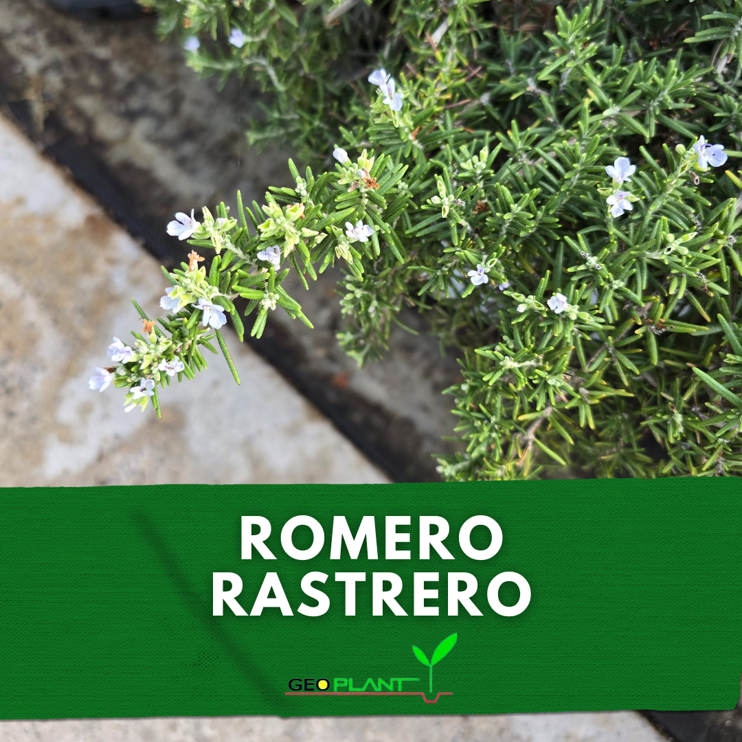 ROMERO RASTRERO