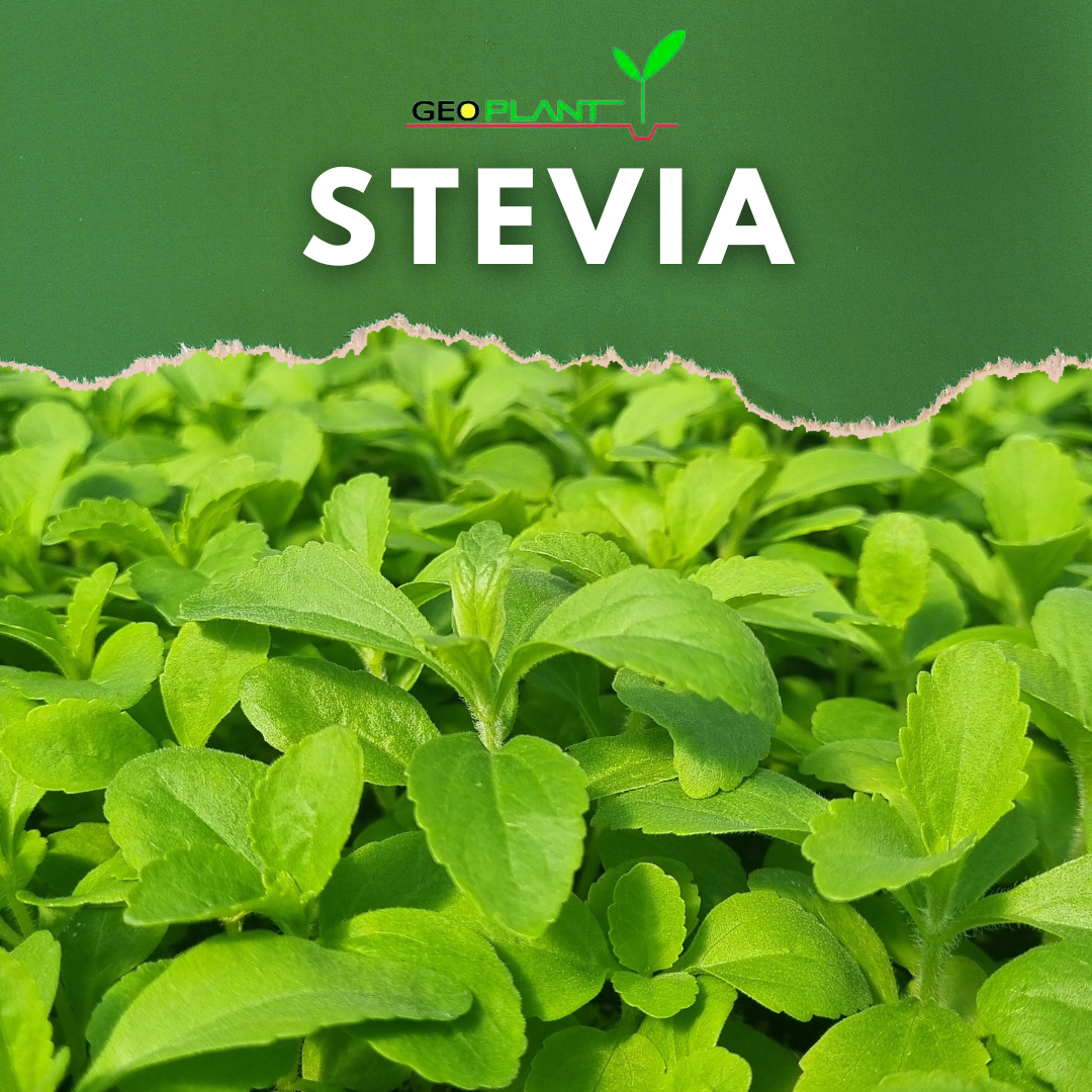 STEVIA