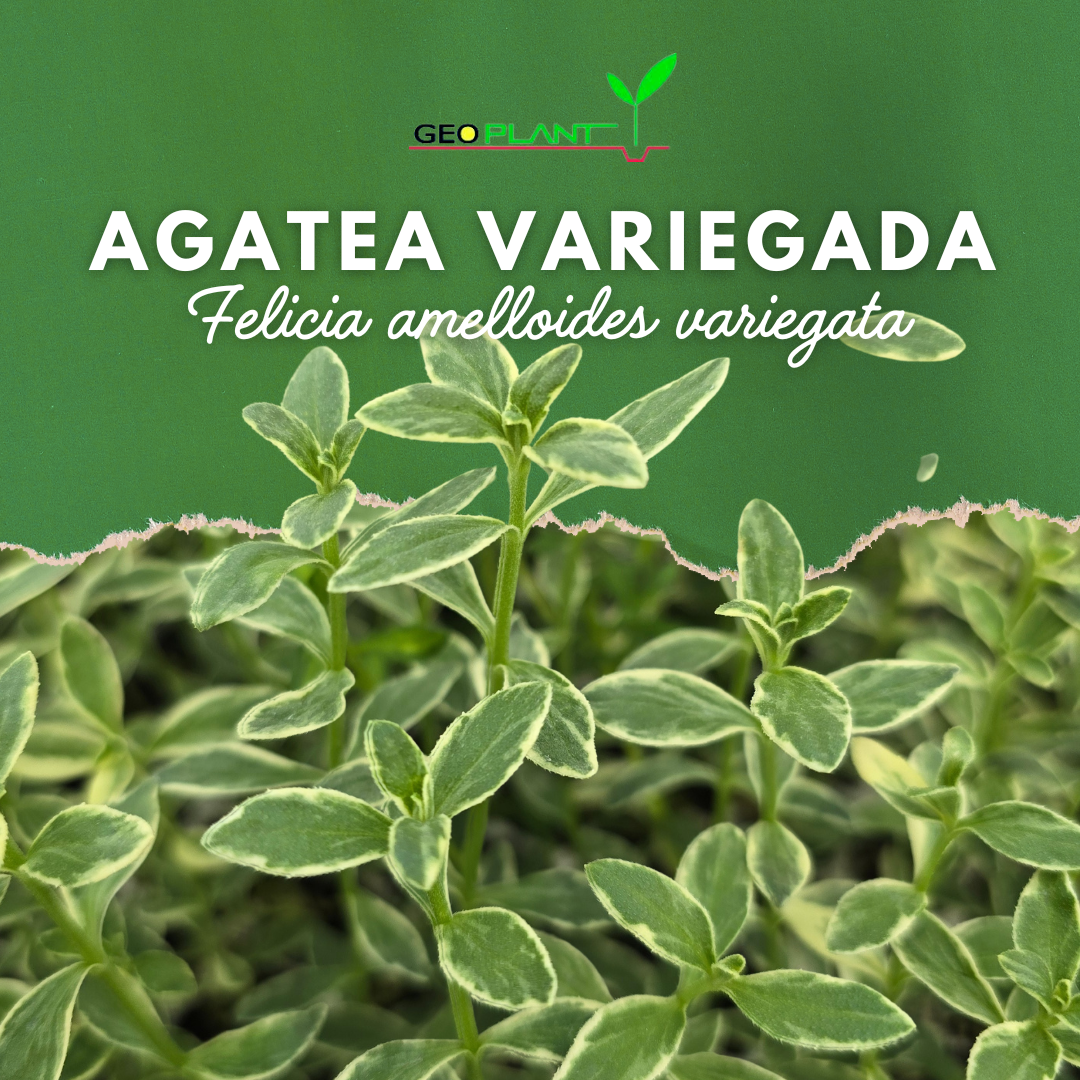 AGATEA VARIEGADA