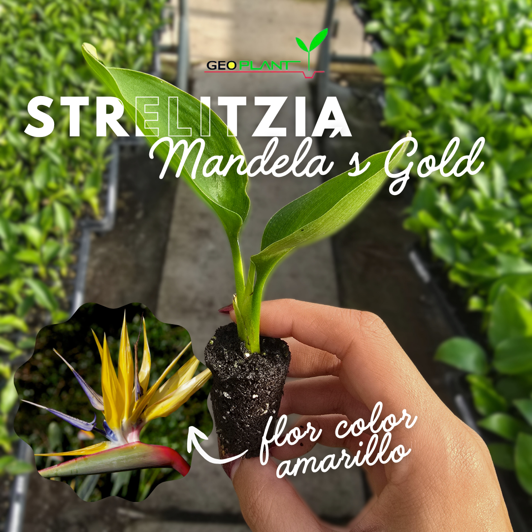 STRELITZIA MANDELA´S GOLD