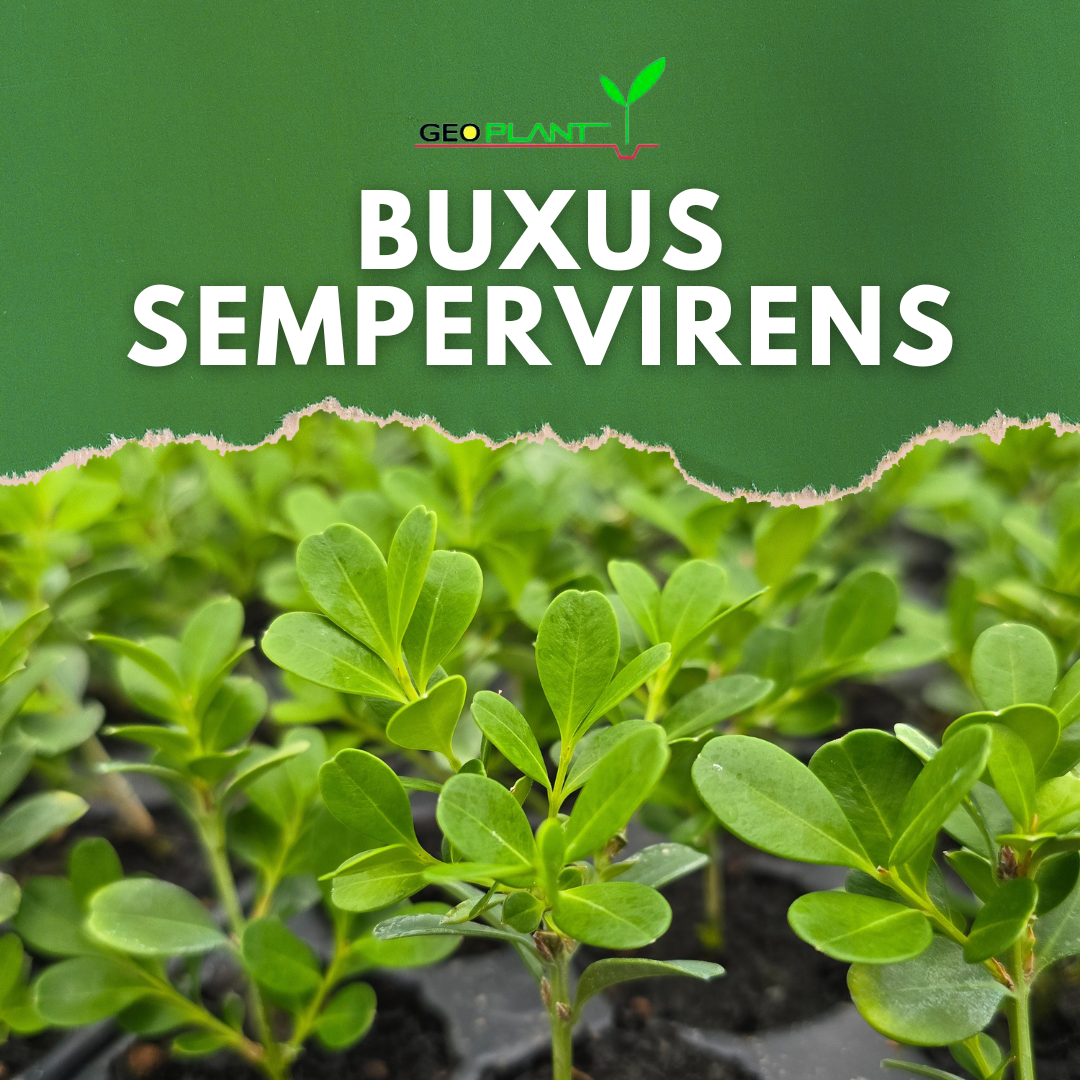 BUXUS SEMPERVIRENS