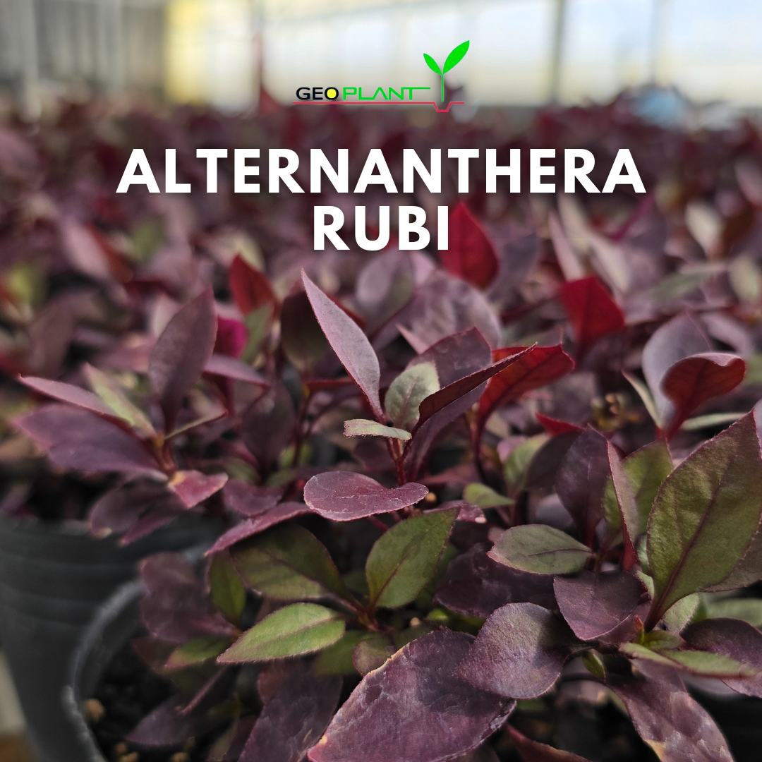 ALTERNANTHERA RUBI