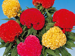 Celosia de corte F!