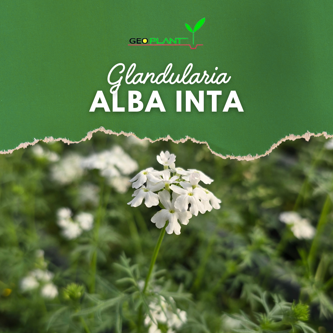 GLANDULARIA ALBA INTA
