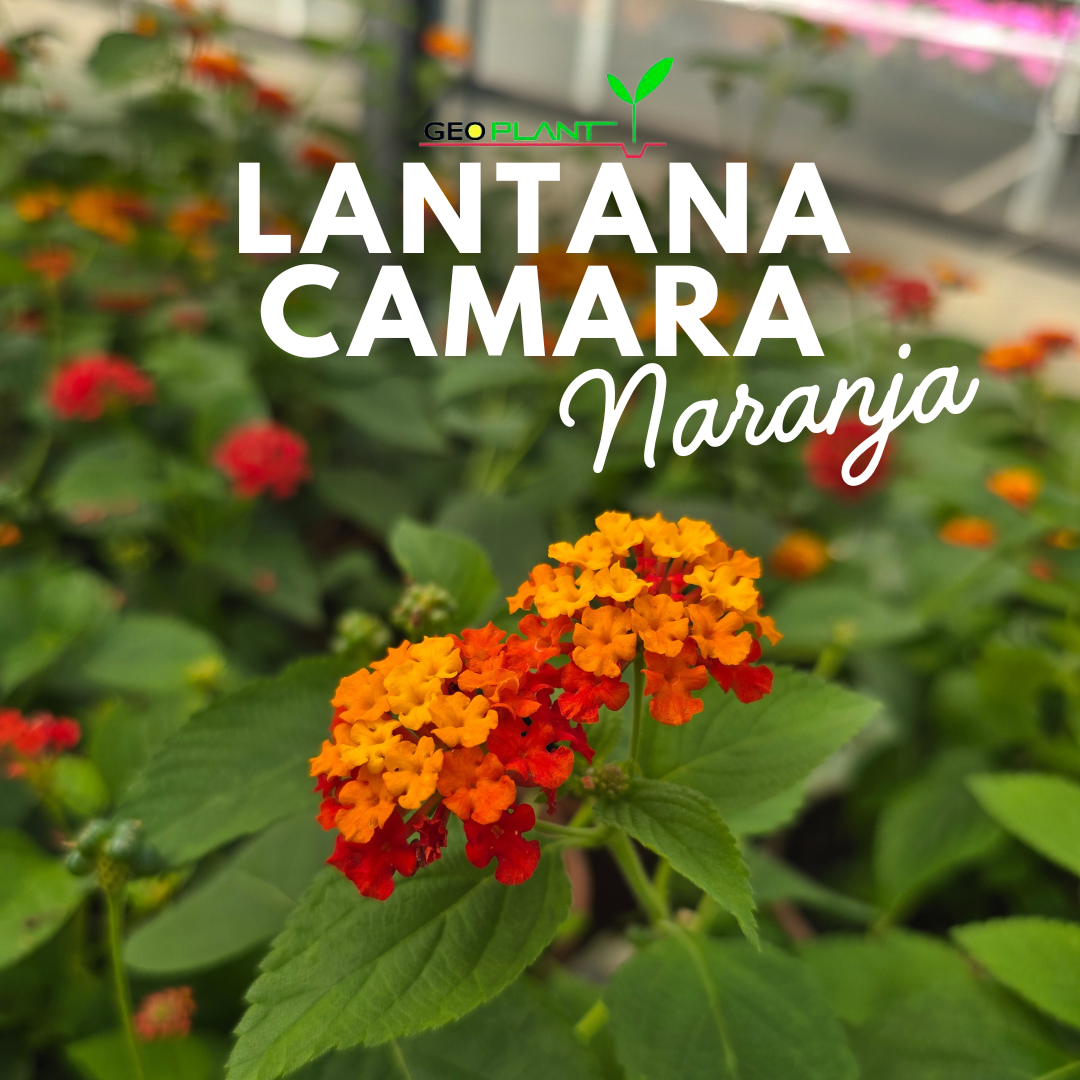 LANTANA CAMARA NARANJA