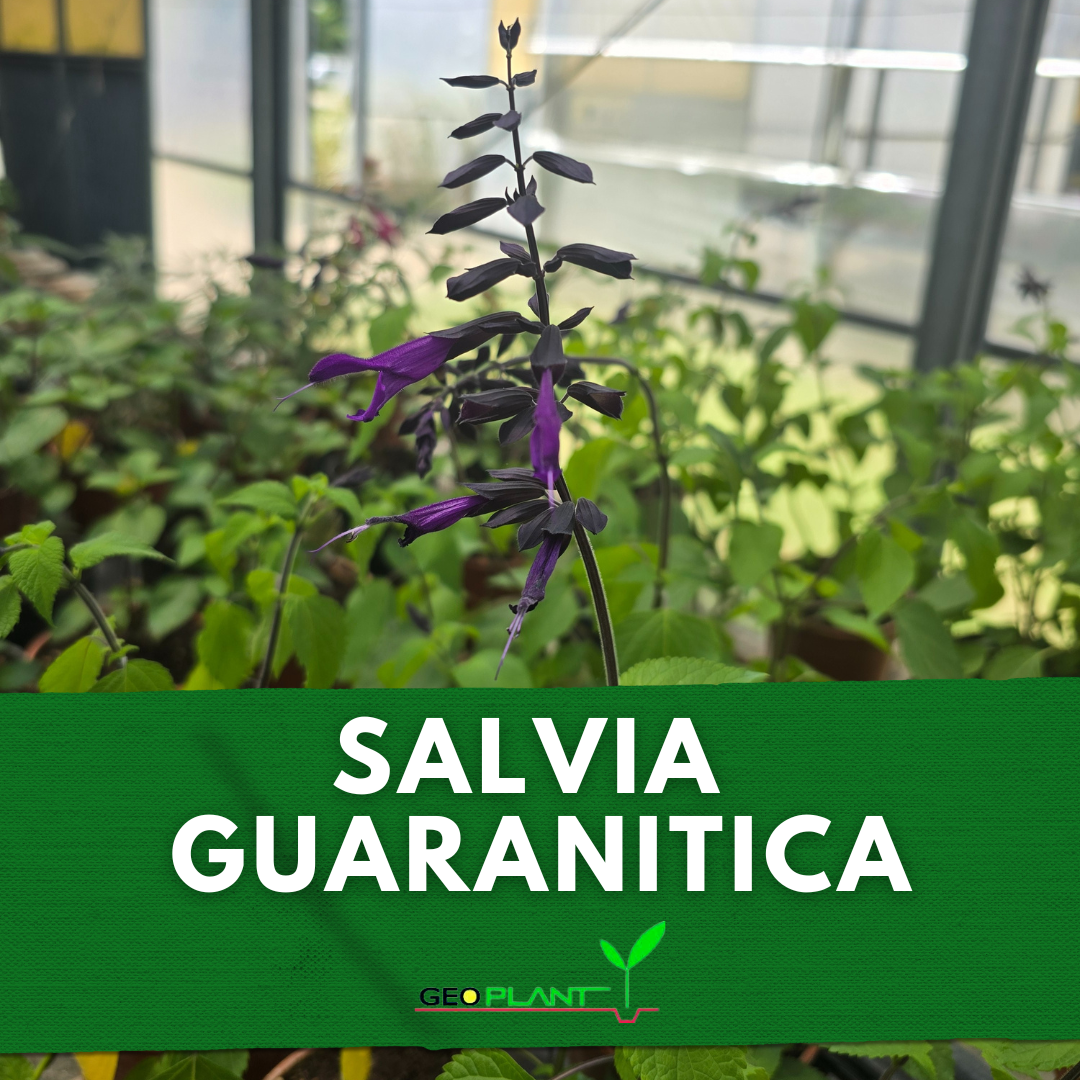 SALVIA AMISTAD