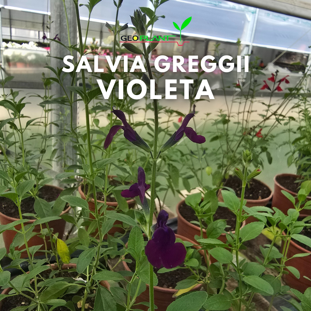 SALVIA GREGGII VIOLETA
