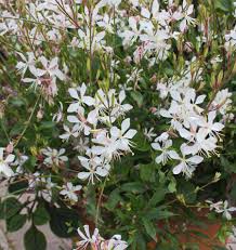 Gaura