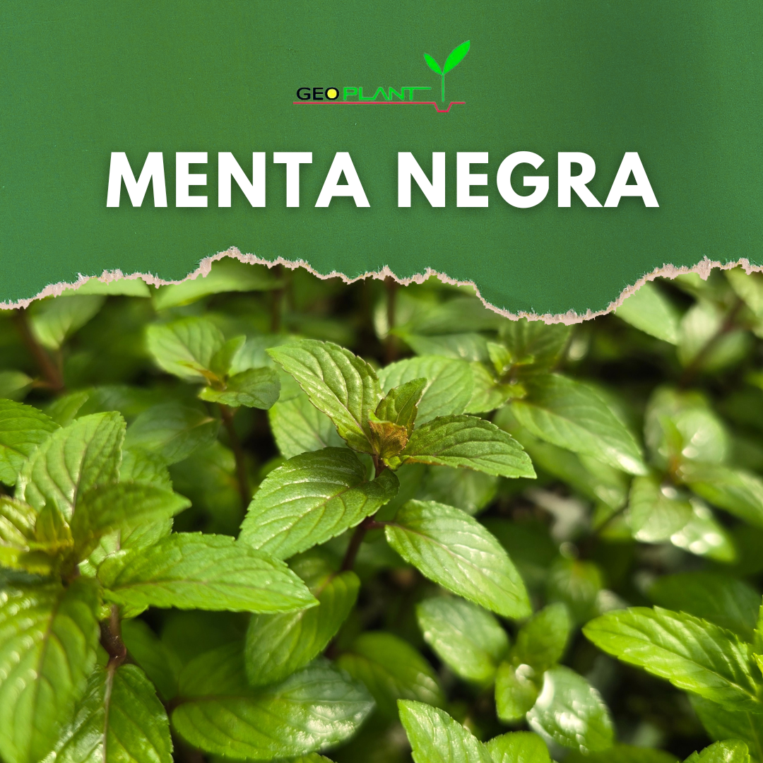 MENTA NEGRA