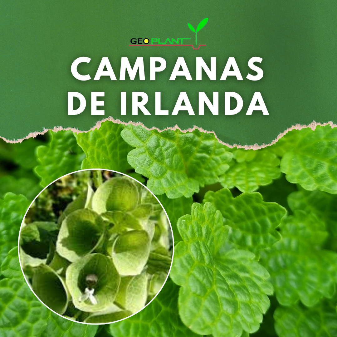 Campanas de Irlanda / Moluccella