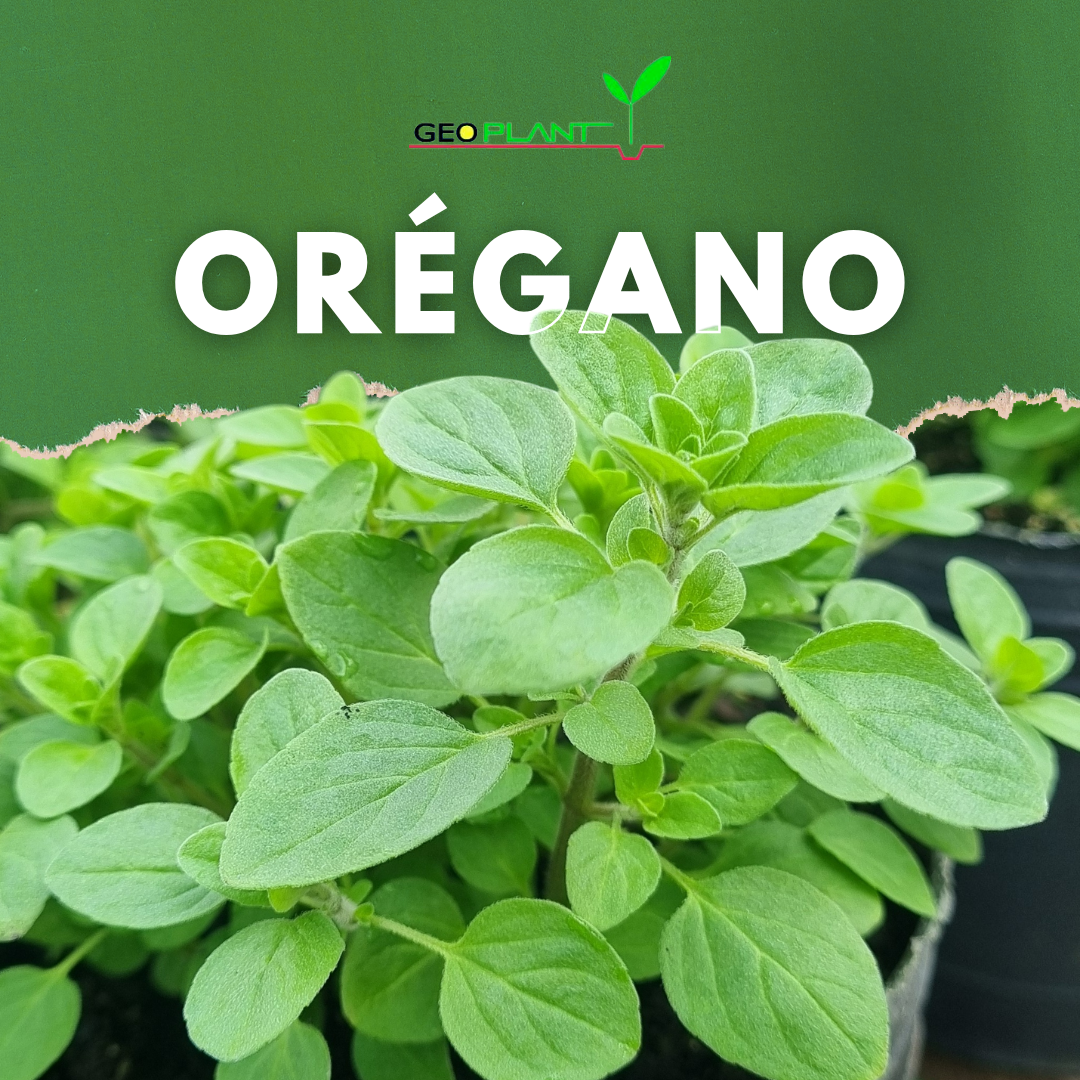 ORÉGANO