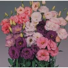 Lisianthus