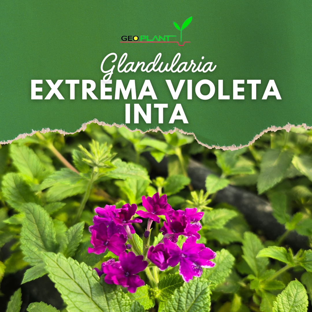 GLANDULARIA EXTREMA VIOLETA INTA