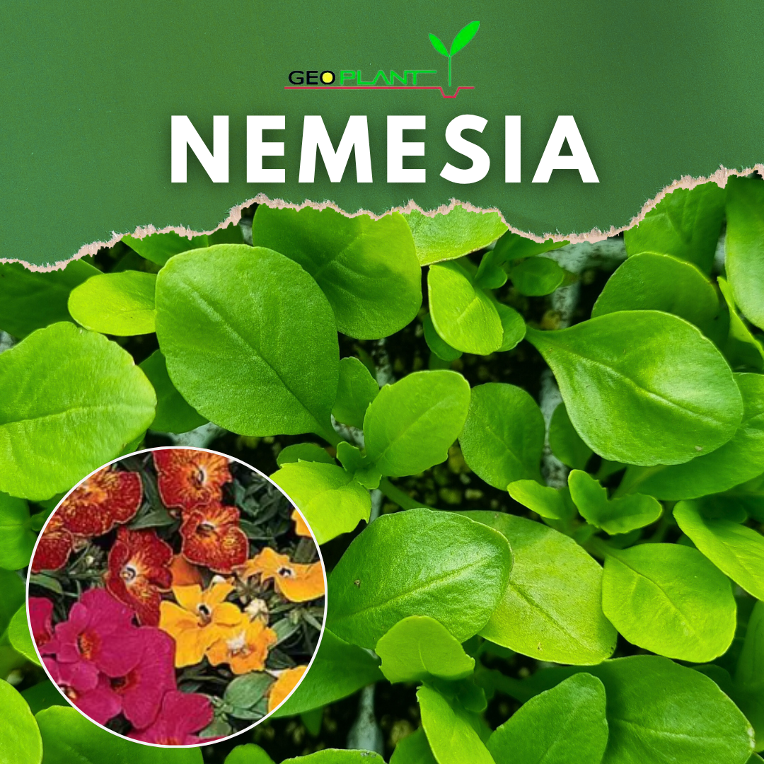 NEMESIA