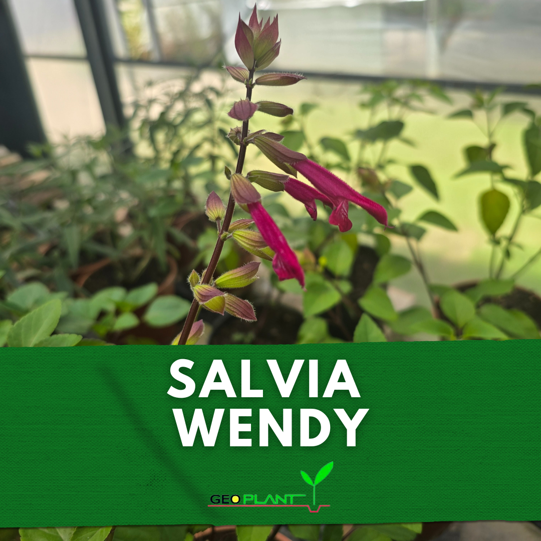 SALVIA WENDY