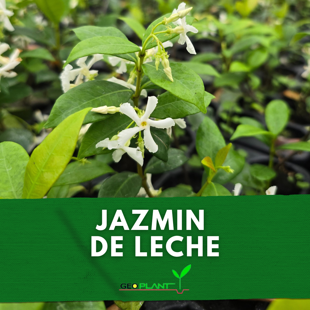 JAZMIN DE LECHE