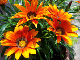 Gazania perenne
