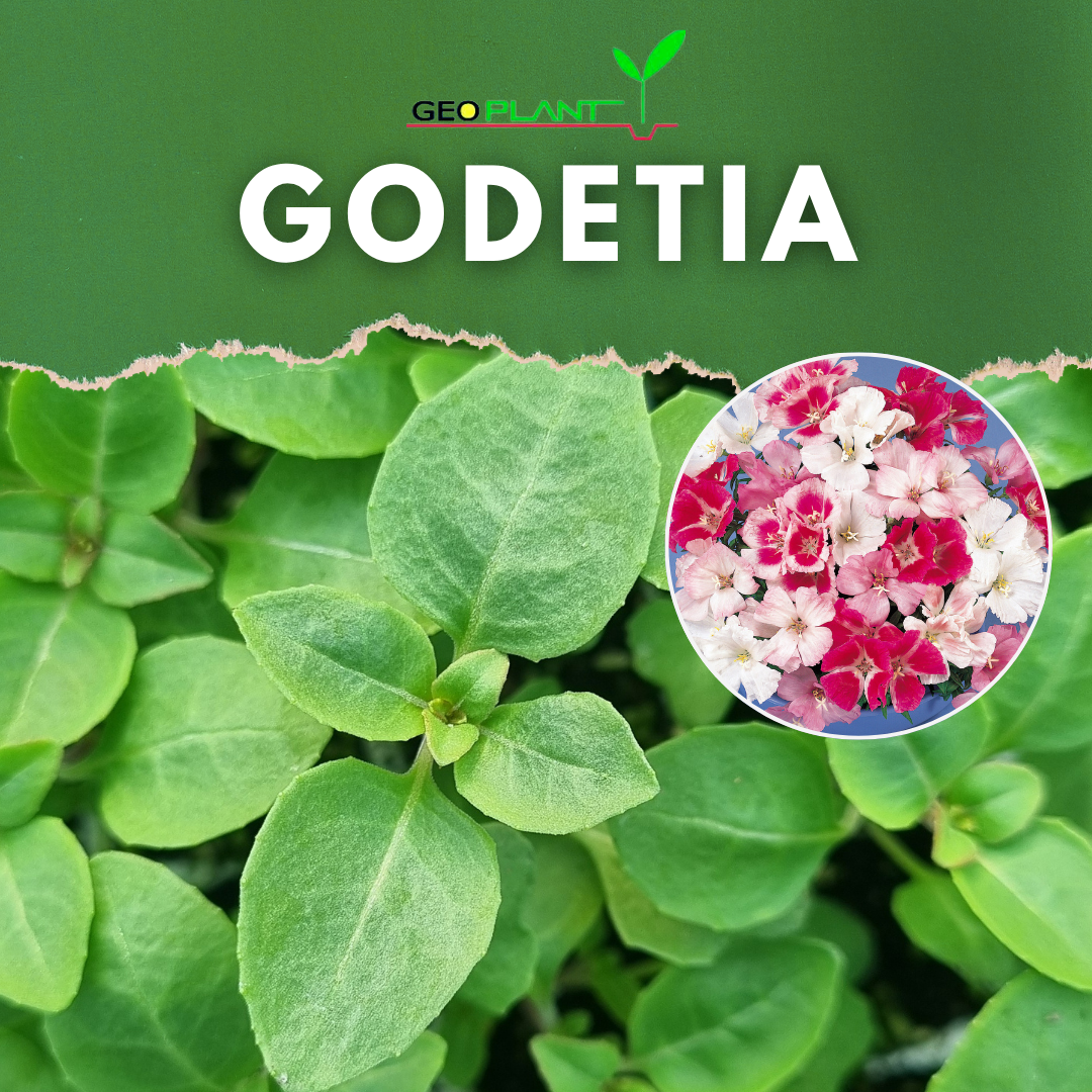 GODETIA