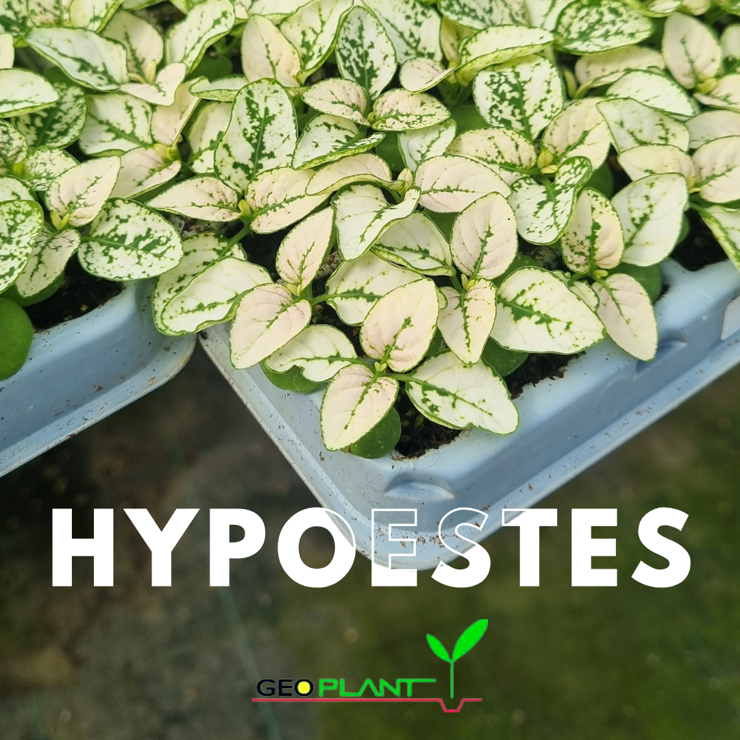 HYPOESTES / PALETA DE PINTOR