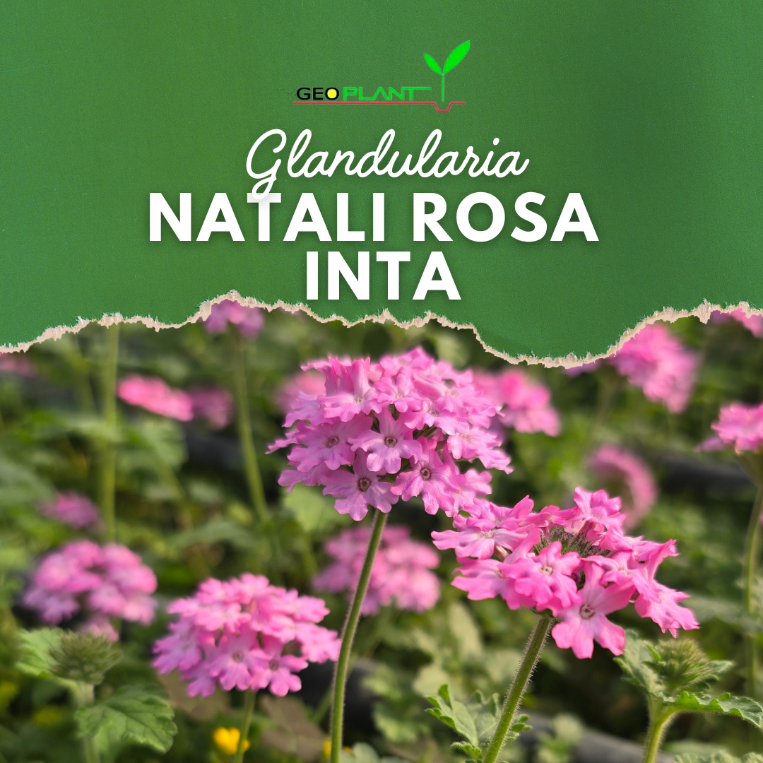 GLANDULARIA NATALI ROSA INTA