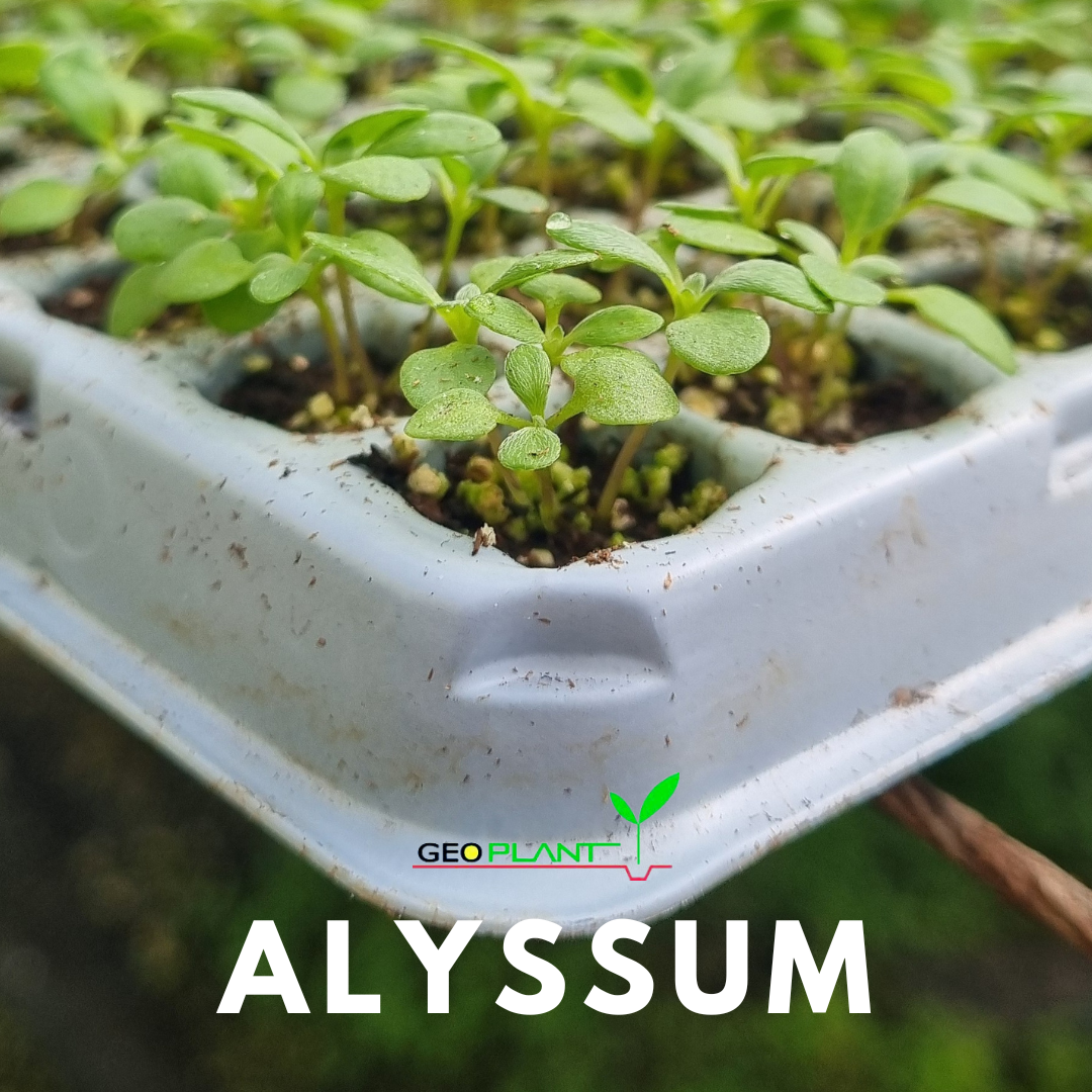 ALYSSUM