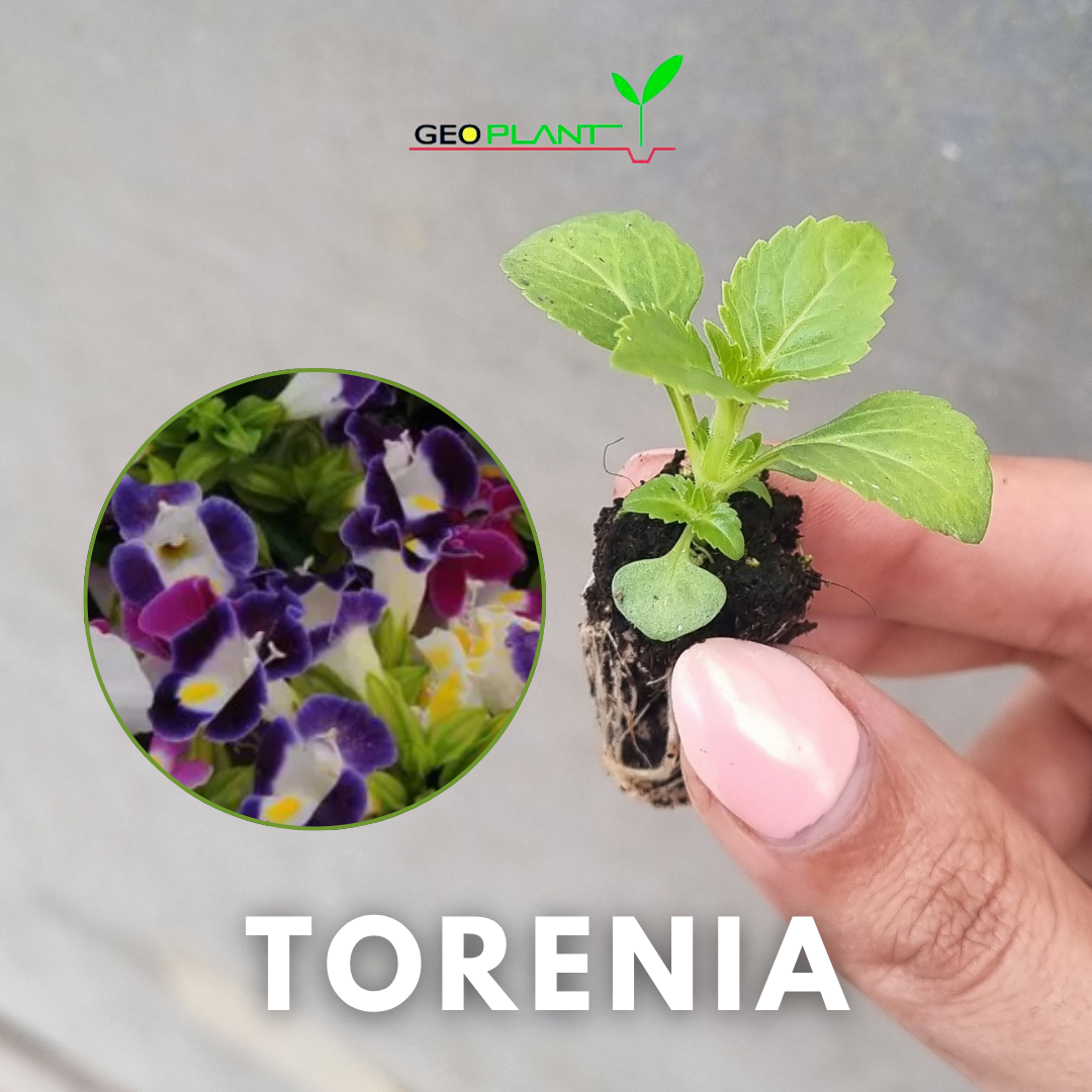 TORENIA