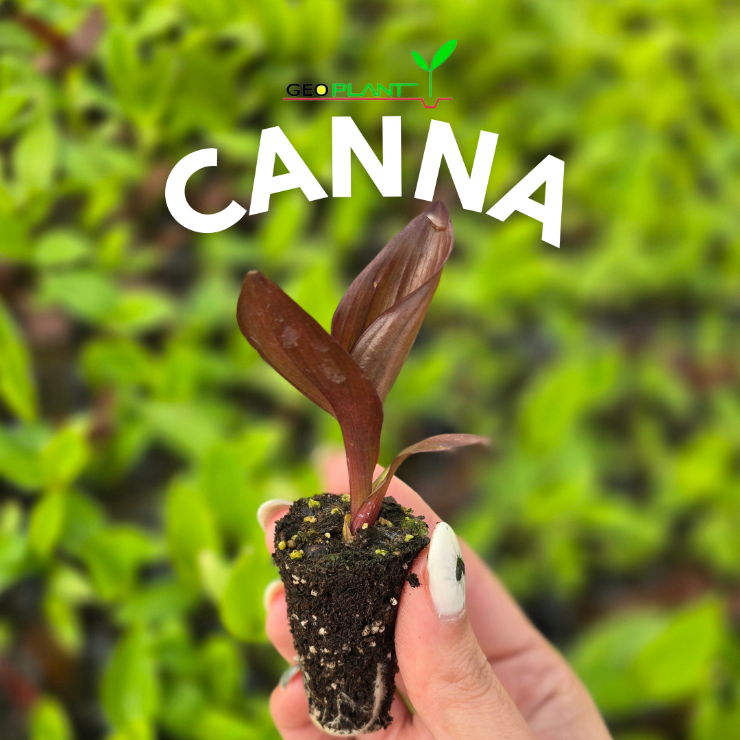 CANNA / ACHIRA
