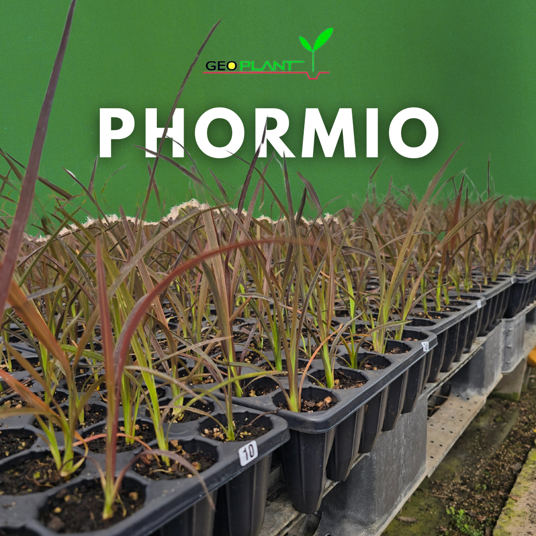 PHORMIO 
