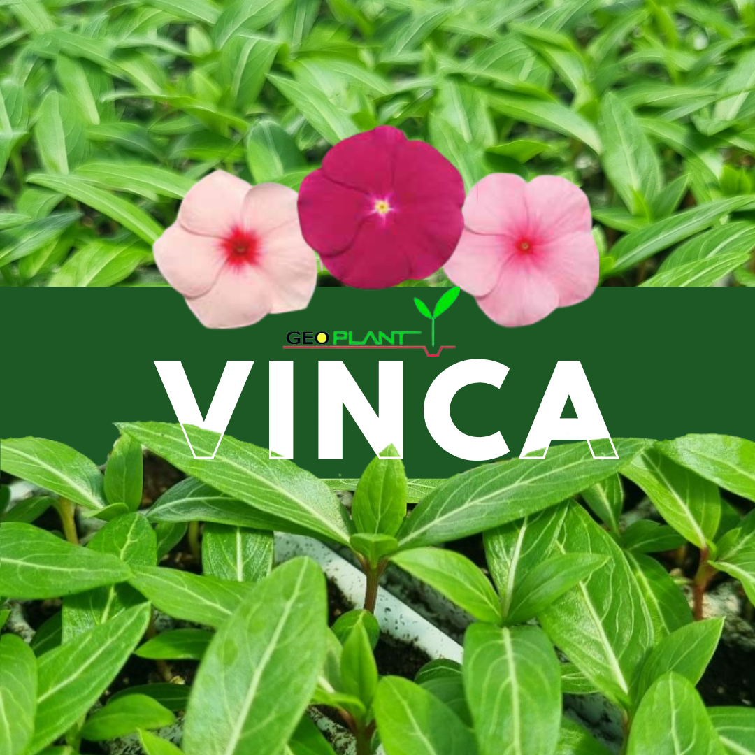 VINCA