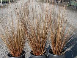 Carex