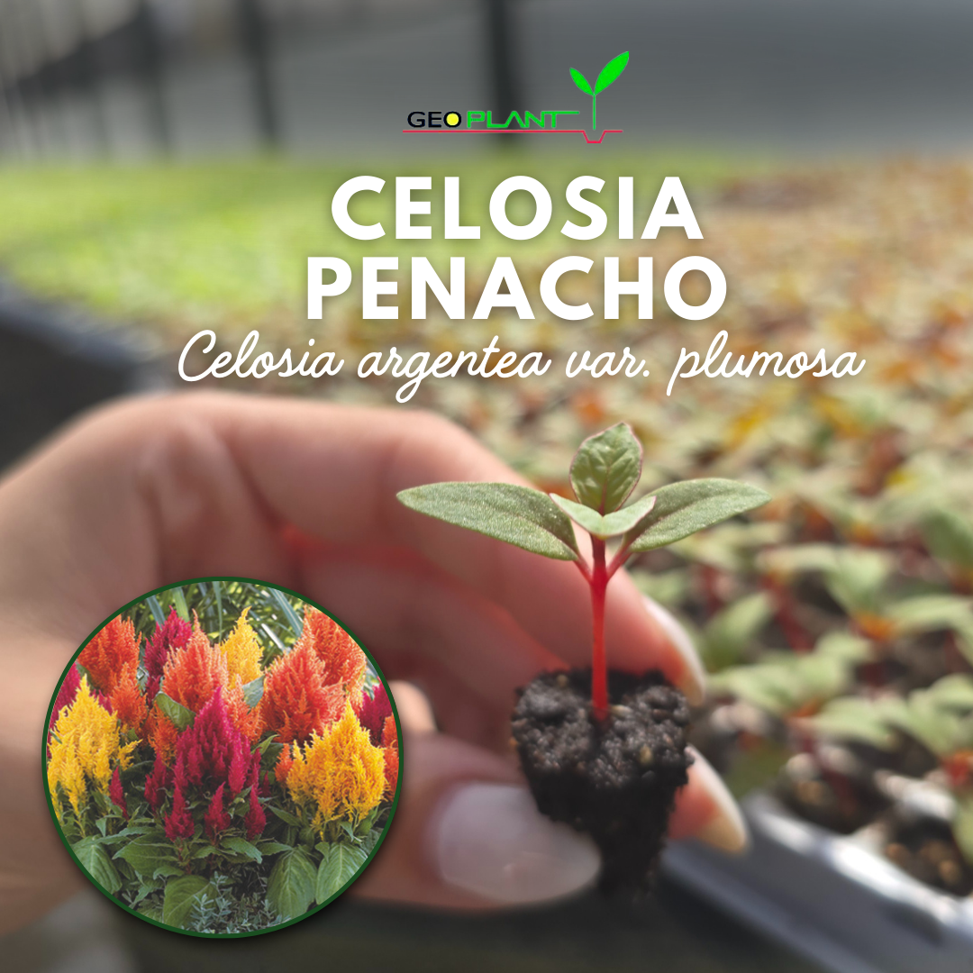 CELOSIA PLUMOSA (PENACHO)
