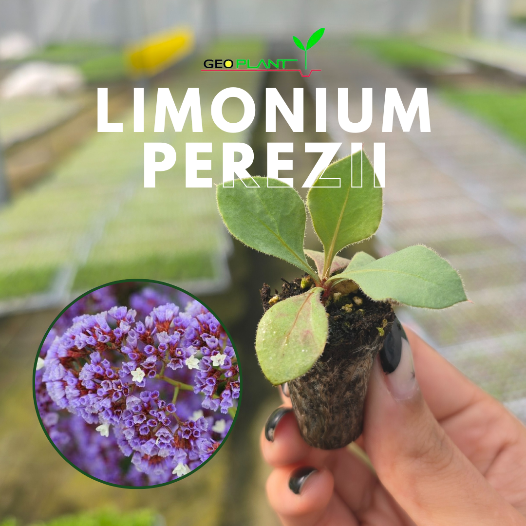 LIMONIUM PEREZII / STATICE