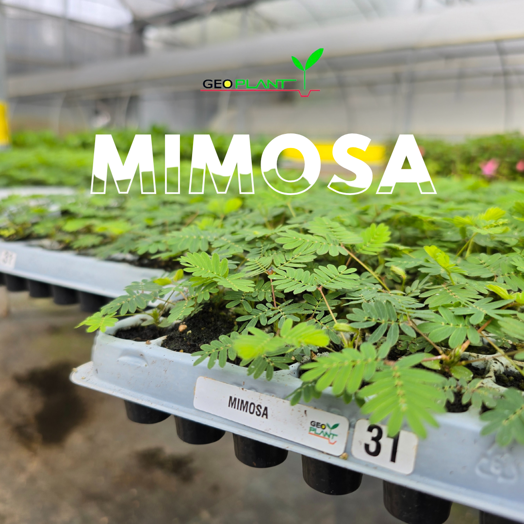 MIMOSA PUDICA