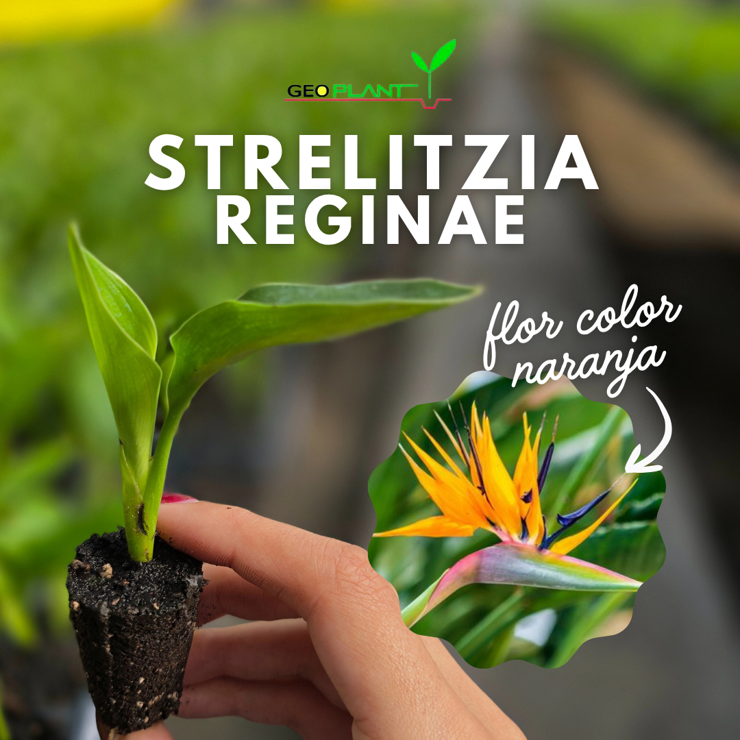 STRELITZIA REGINAE / AVE DEL PARAÍSO
