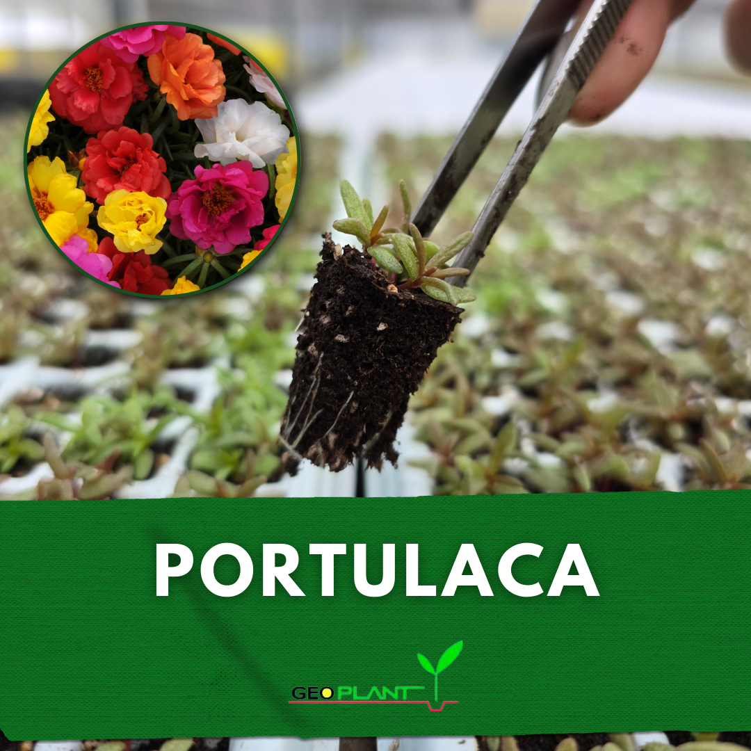 PORTULACA