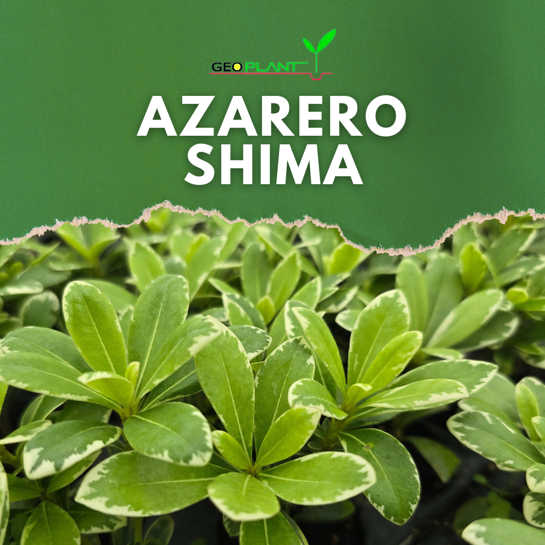 AZARERO SHIMA