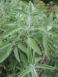 Salvia comestible