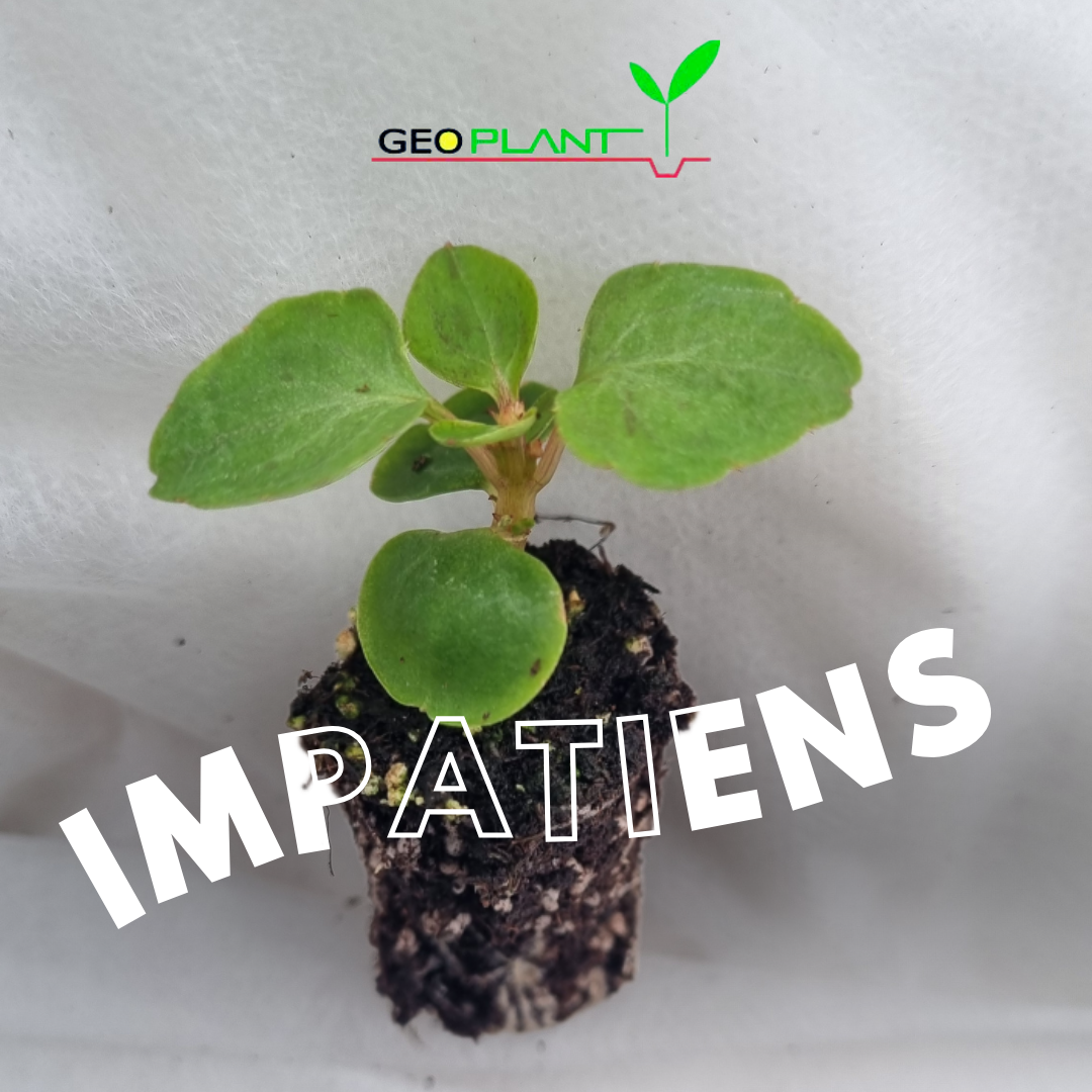 ALEGRIA F1 / IMPATIENS