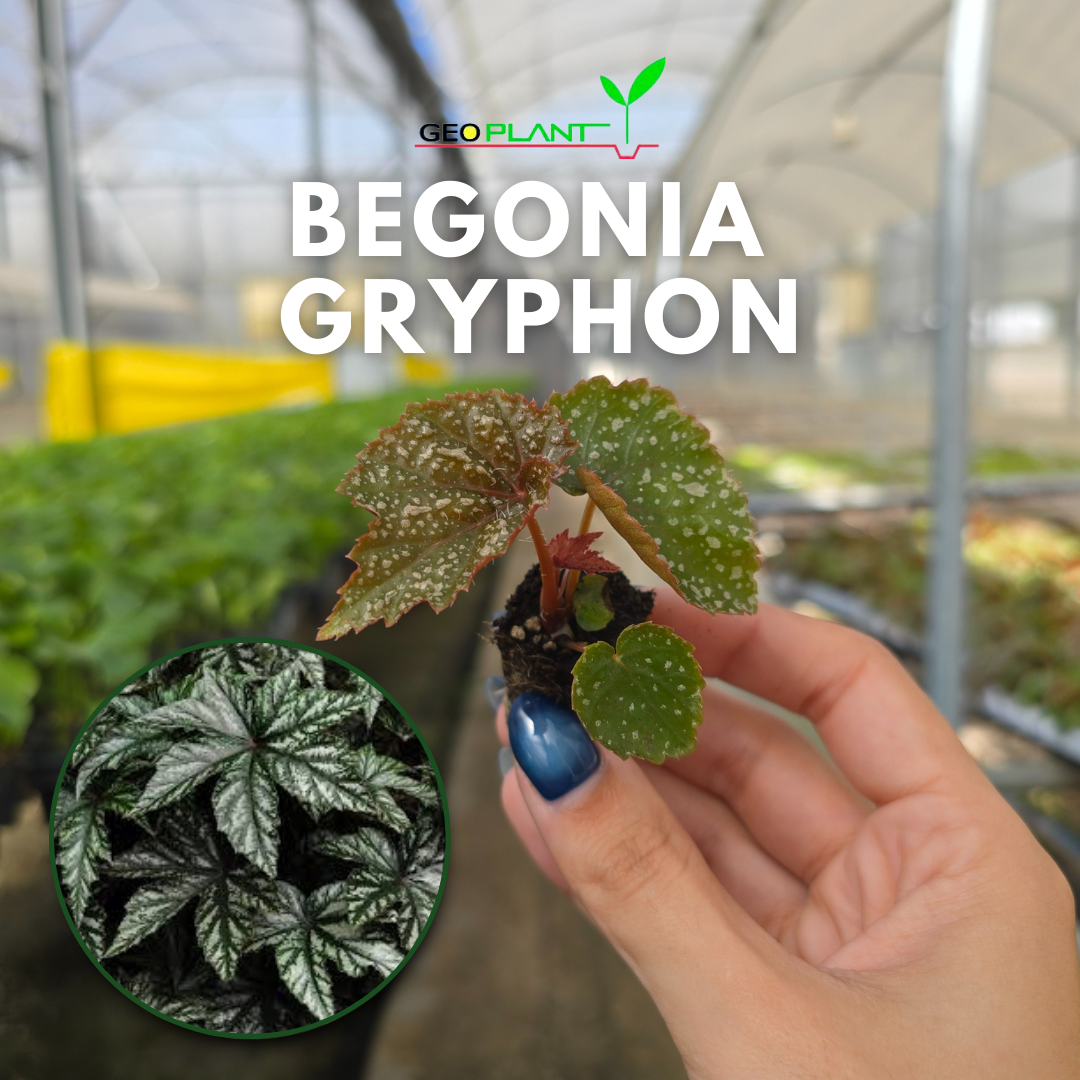 BEGONIA GRYPHON