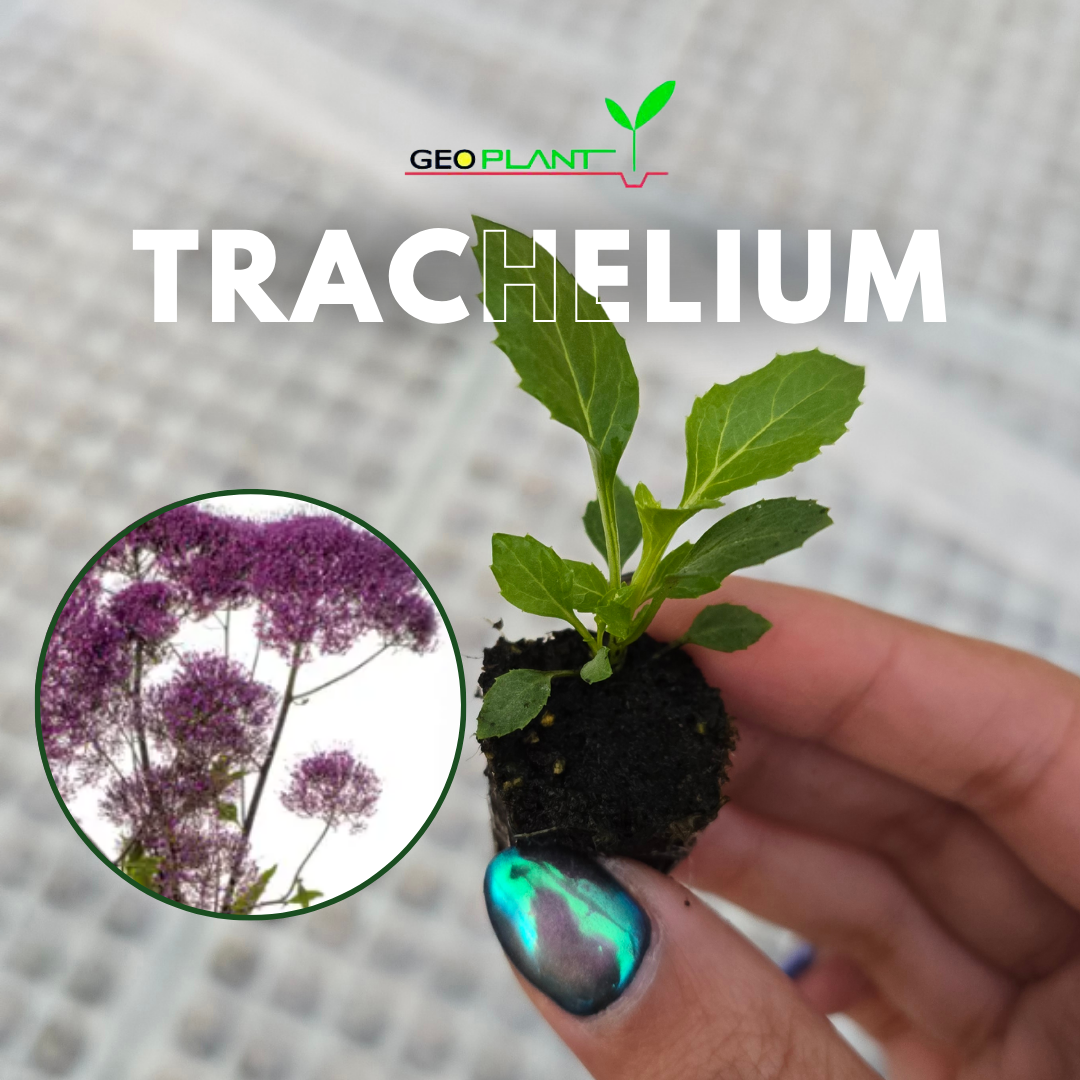 TRACHELIUM