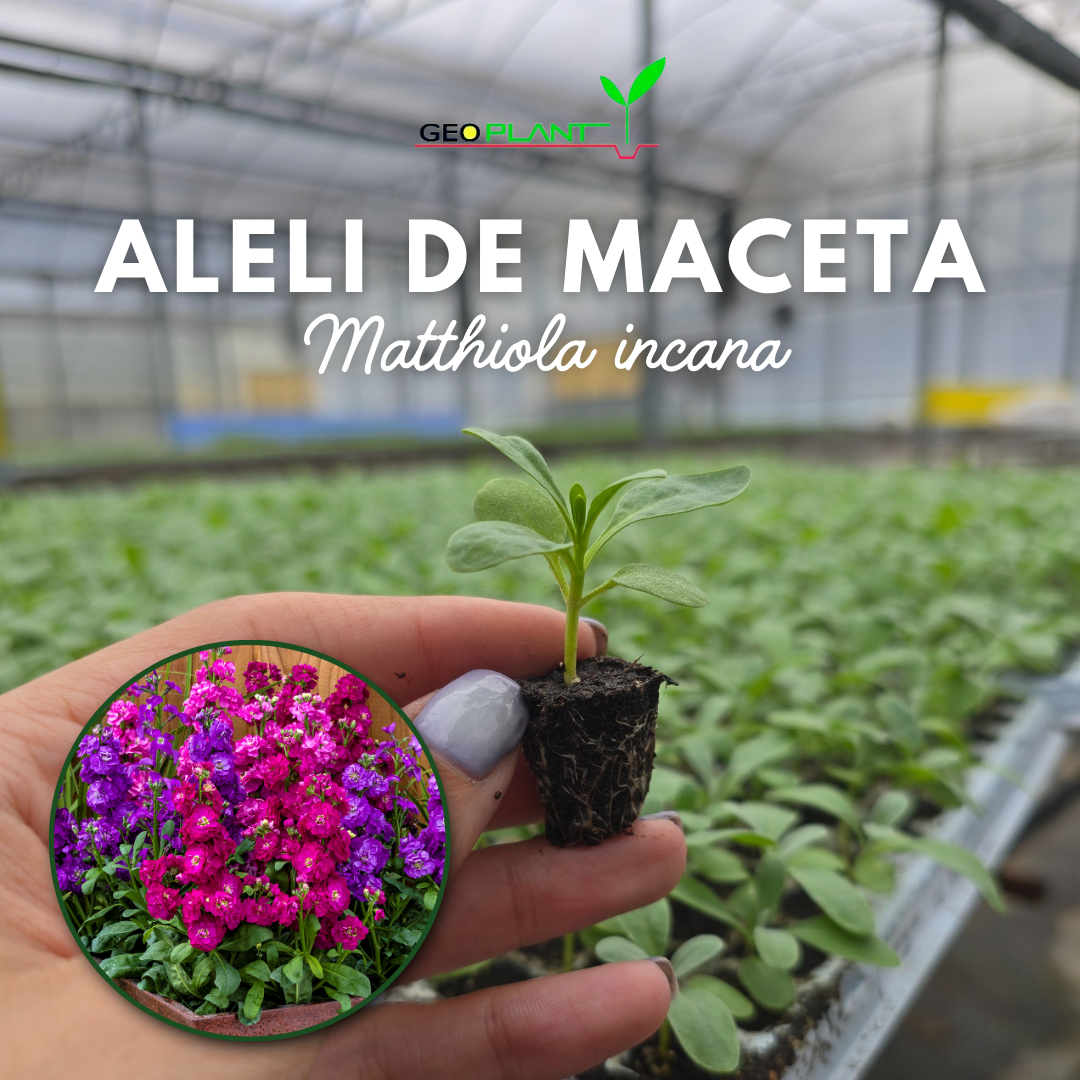 ALELI DE MACETA