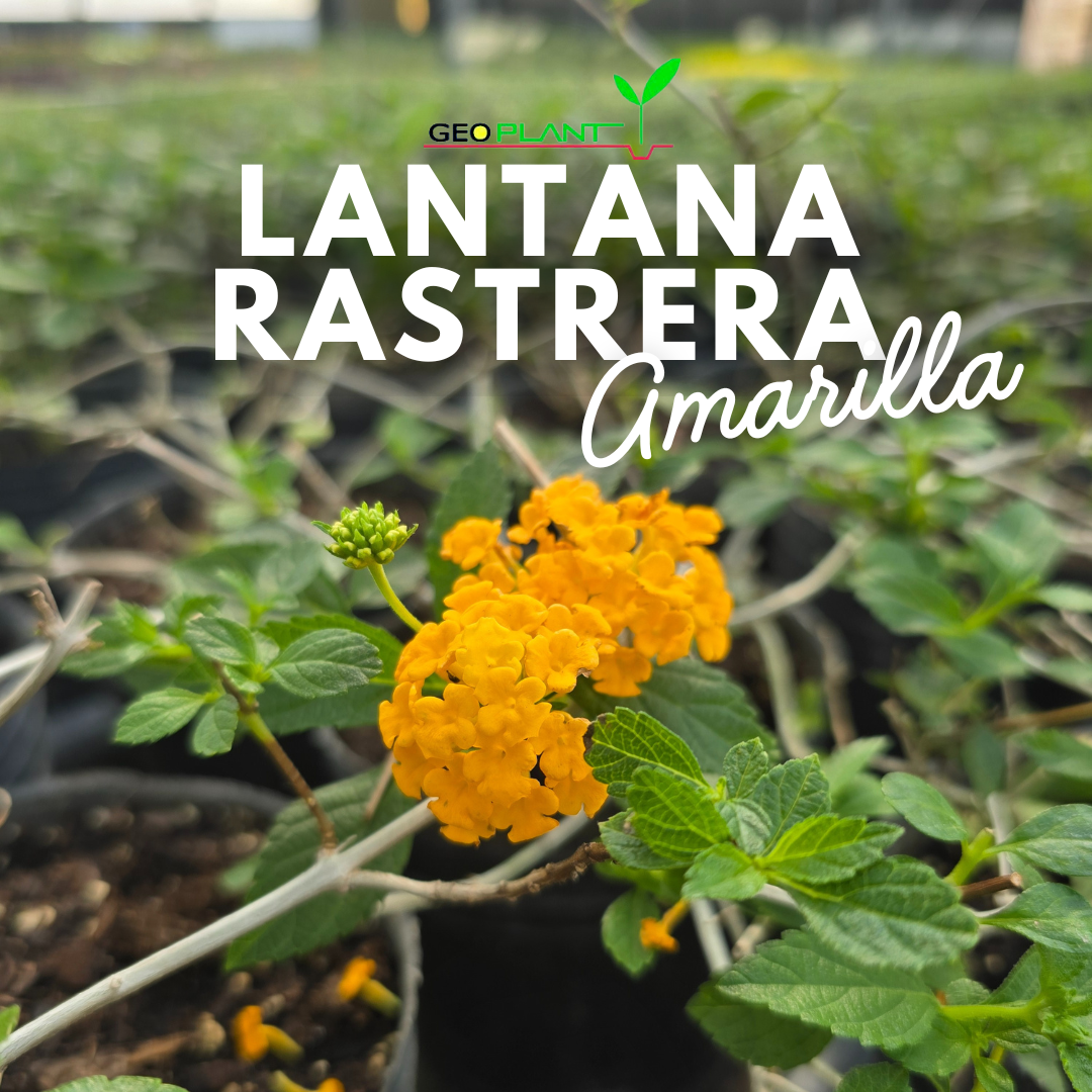 LANTANA RASTRERA AMARILLA