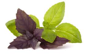 Albahaca