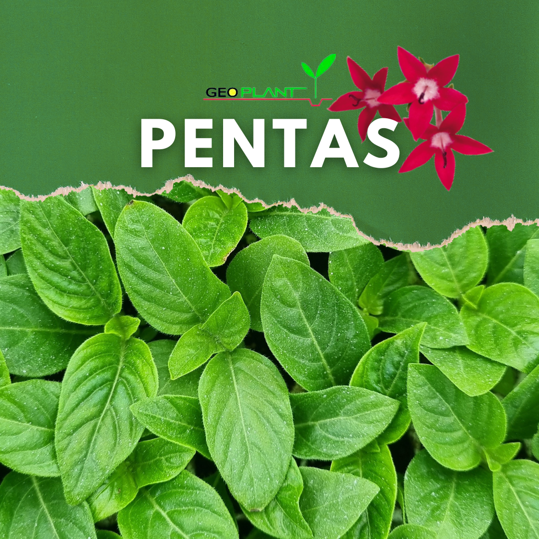 PENTAS